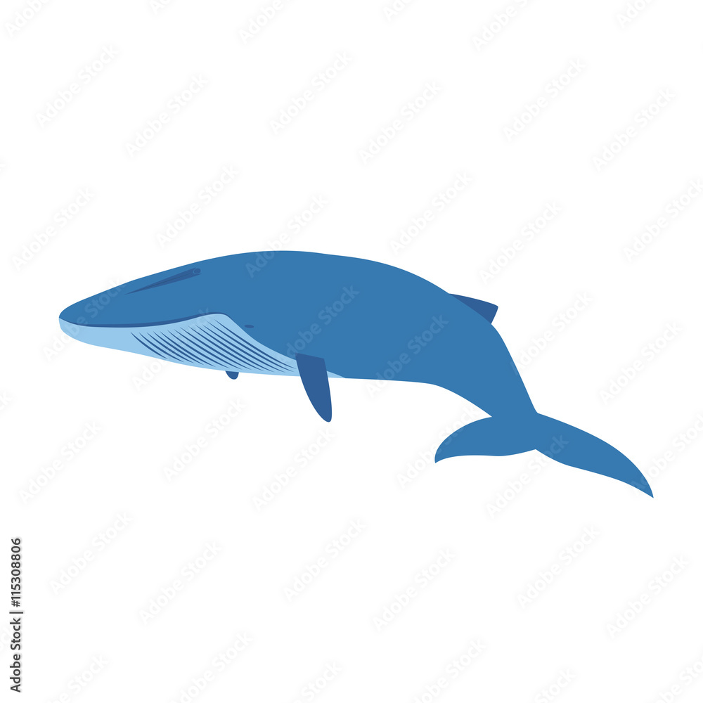 big blue whale isolated on white background