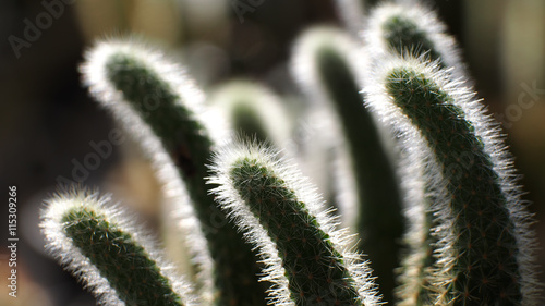 Wallpaper Mural Cactus in a Pot Torontodigital.ca