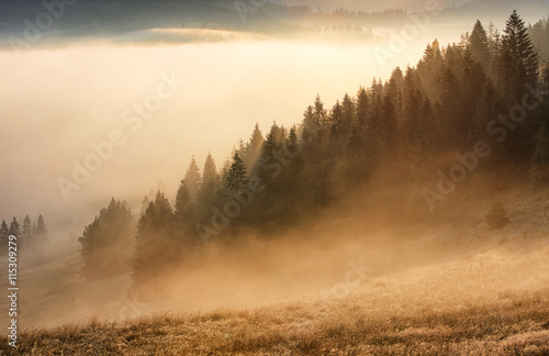 Forest with mist and sunlight, tree © TTstudio