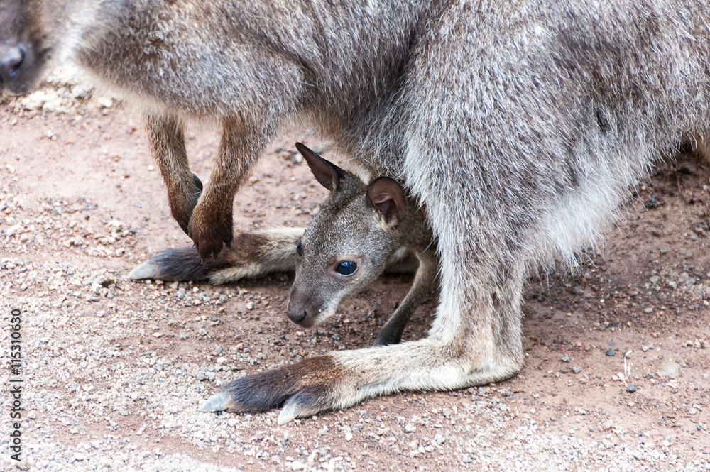 Naklejka premium Baby kangaroo between its mother legs