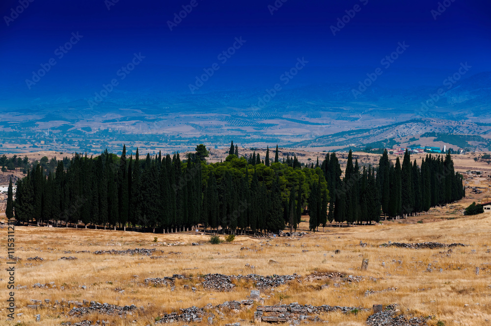 Horizontal vivid cypress accumulation landscape background backd