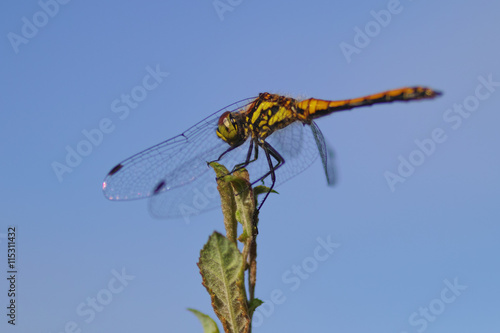 dragonfly in summer