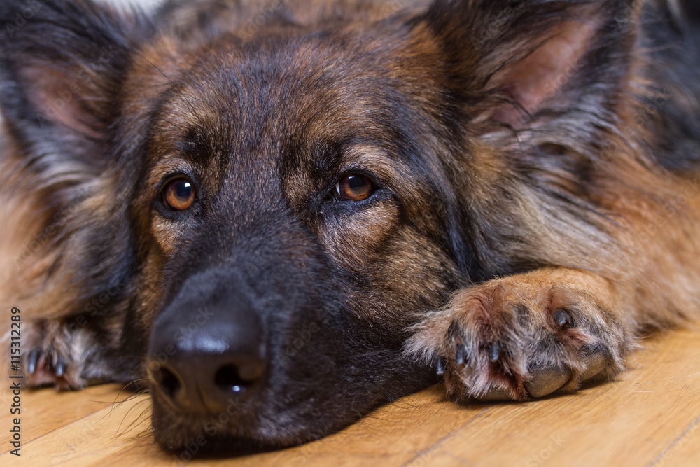 German Shepherd Dog resting on wooden floor German Shepherd Dog resting on wooden floor