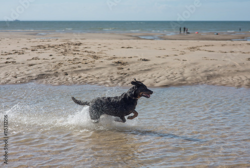chien courant dans l'eau