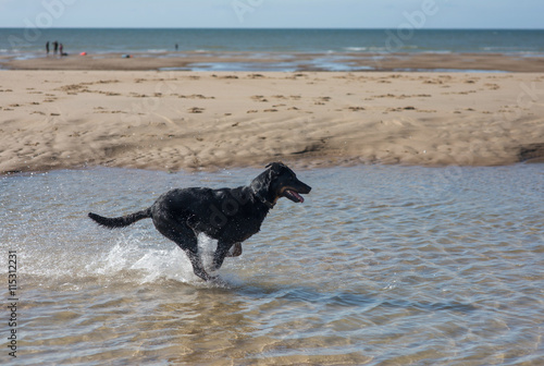 chien courant dans l'eau