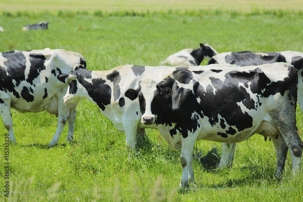 放牧中の乳牛　Milk cow