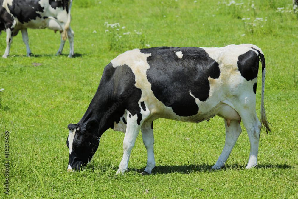 放牧中の乳牛 Milk cow 放牧中の乳牛 Milk cow
