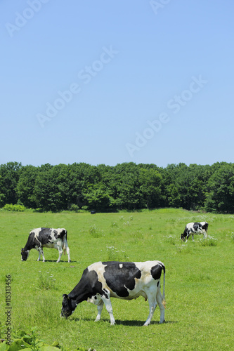 放牧中の乳牛　Milk cow © Nishihama