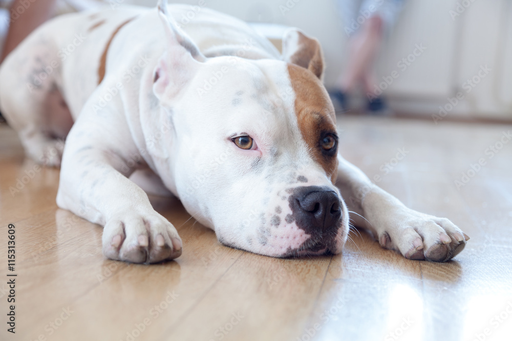 Obraz premium Dog at home