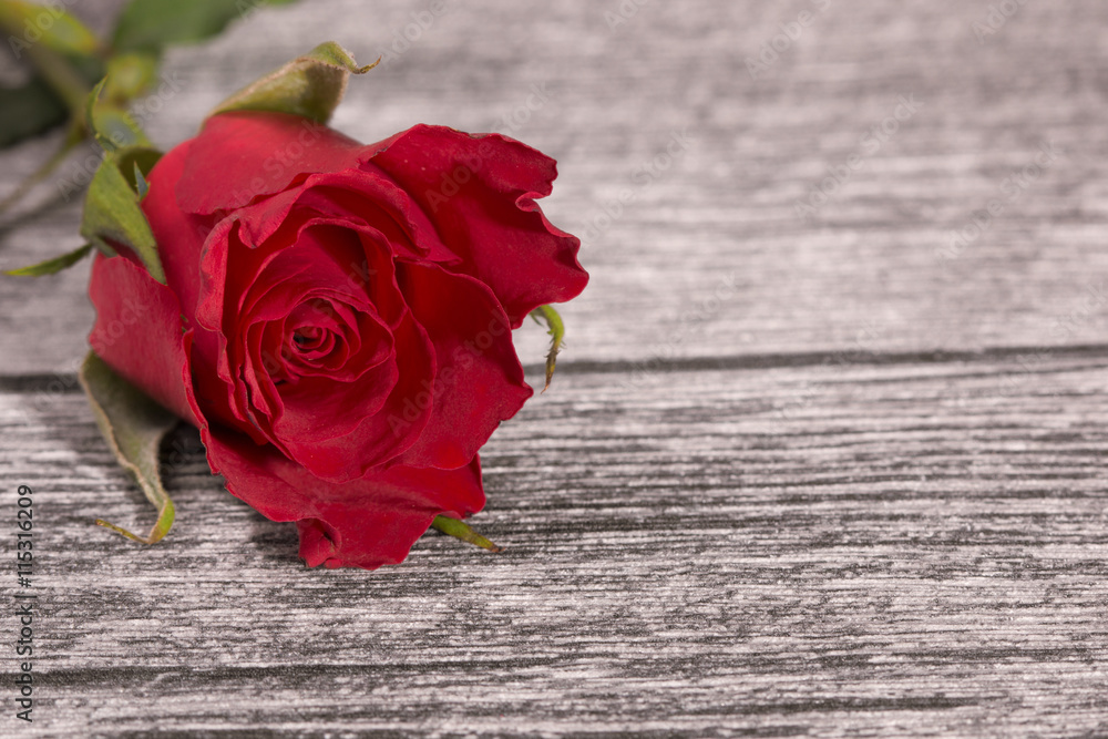 Obraz premium Einzelne rote Rose