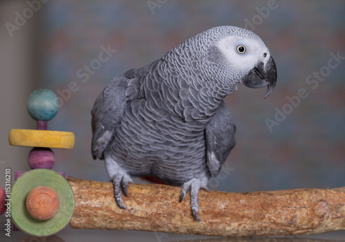 African Grey parrot stood on a natural wooden perch