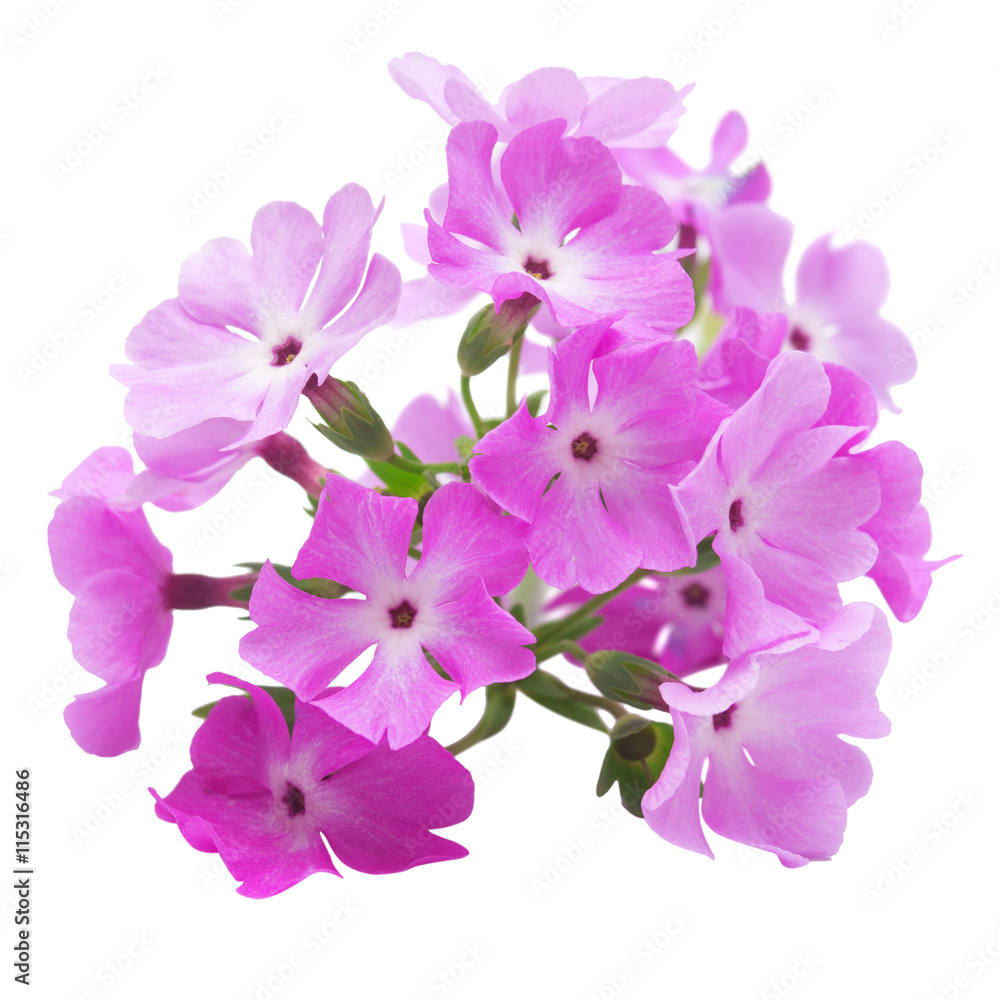 Pink primrose flowers