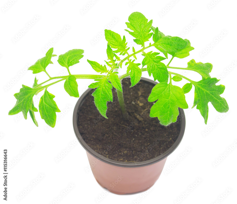 Seedlings of tomato Seedlings of tomato