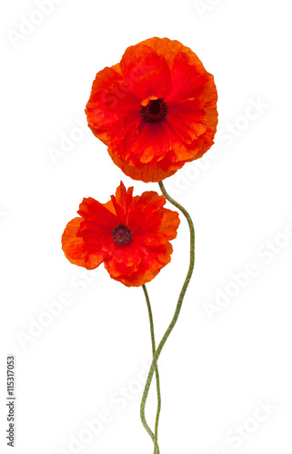 Two red poppy