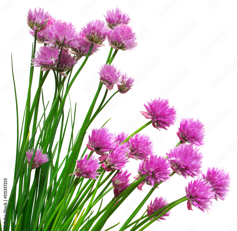 Fototapeta premium Blooming onion chives