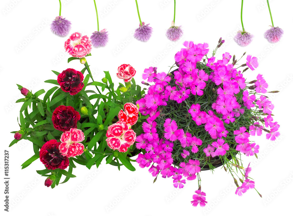 Flowers onion chives and carnation Flowers onion chives and carnation