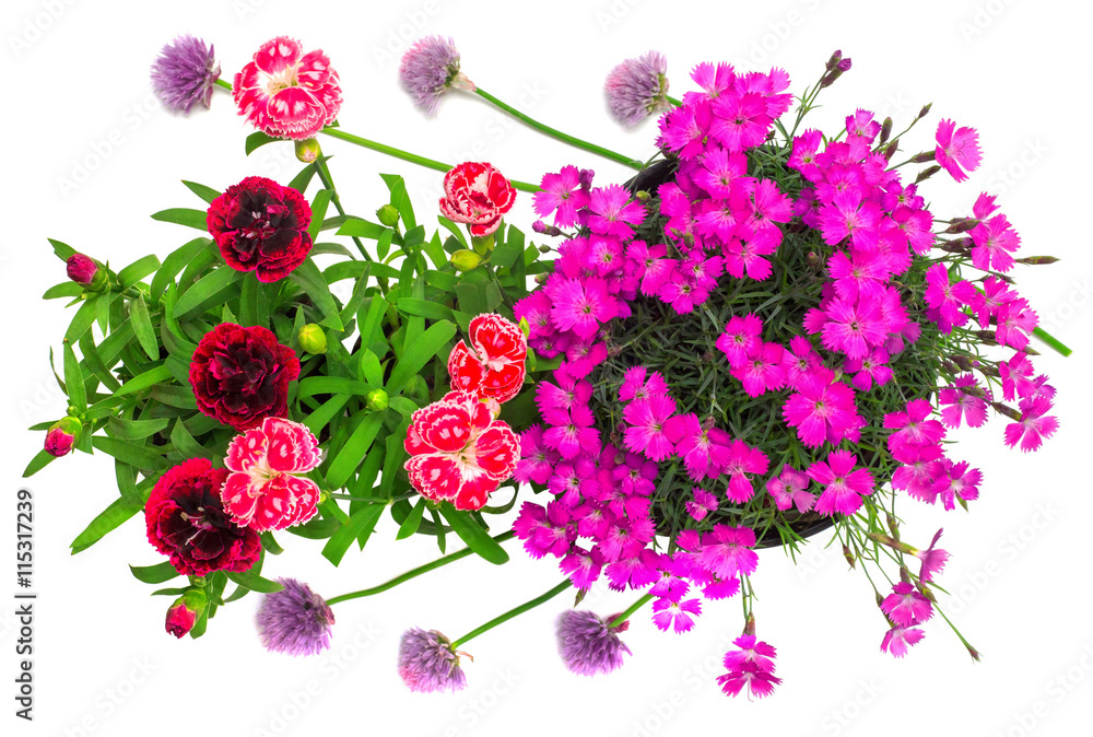 Flowers onion chives and carnation Flowers onion chives and carnation