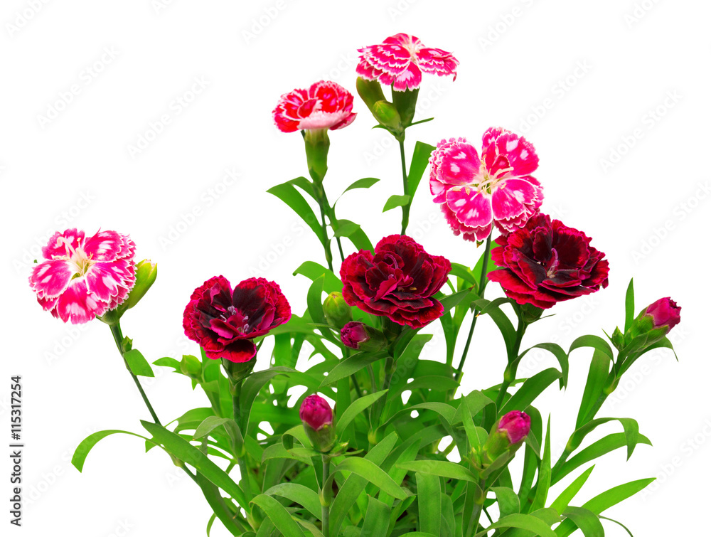 Beautiful carnation flowers
