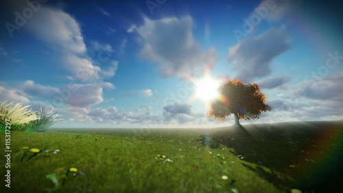 Solitary tree on green meadow, time lapse clouds
