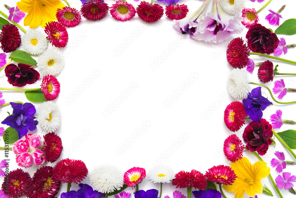 Flowers carnations, marguerite, petunias, daisies Flowers carnations, marguerite, petunias, daisies
