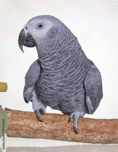 African Grey parrot stood on a natural wooden perch