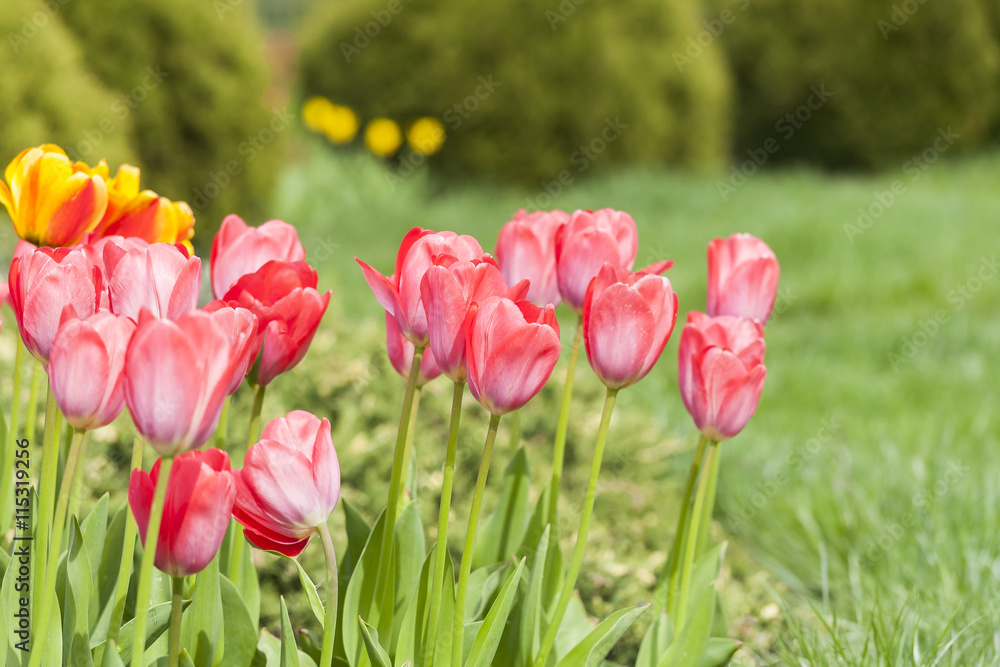 Garden in the morning light, tulip flowers on a green background. Gardening. Garden in the morning light, tulip flowers on a green background. Gardening.