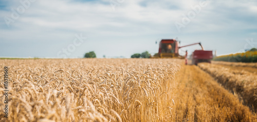 Harvester on the field loading crops. photo