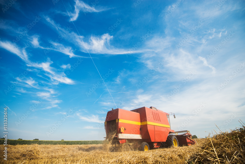 Obraz premium Harvester cropping the field.