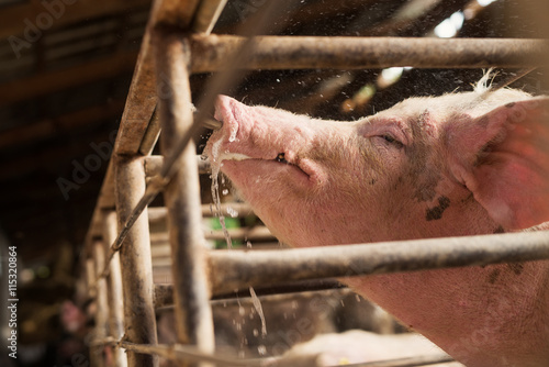 Foto Swine in a pigsty, drinking water and refreshing itself.
