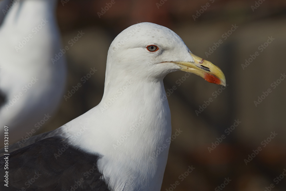 Kelp Gull (Larus dominicanus) at the fish market in the port city of Valparaiso in Chile. Kelp Gull (Larus dominicanus) at the fish market in the port city of Valparaiso in Chile.