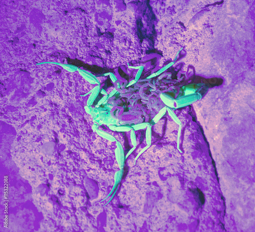 Arizona bark scorpion with cubs on her back   in ultraviolet light