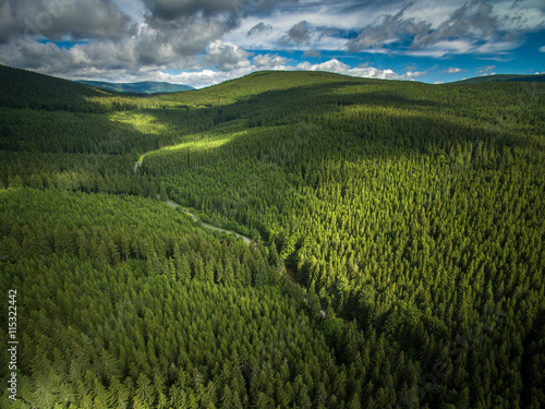 Aerial view of mountains covered with coniferous forests