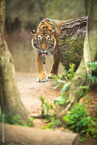 Fototapeta Naklejka Na Ścianę i Meble -  Closeup of a Siberian tiger also know as Amur tiger 