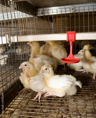 Chickens broilers in a cage in a poultry farm