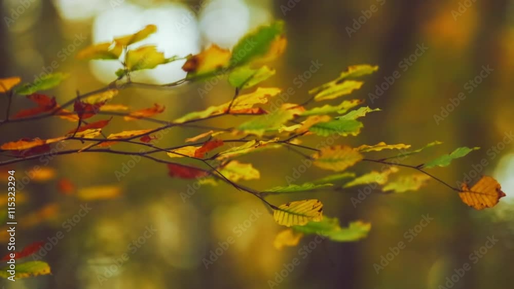 Detail of an autumn beech forest. Detail of an autumn beech forest.