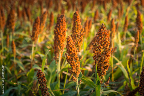Selective soft focus of Sorghum field in sun light photo