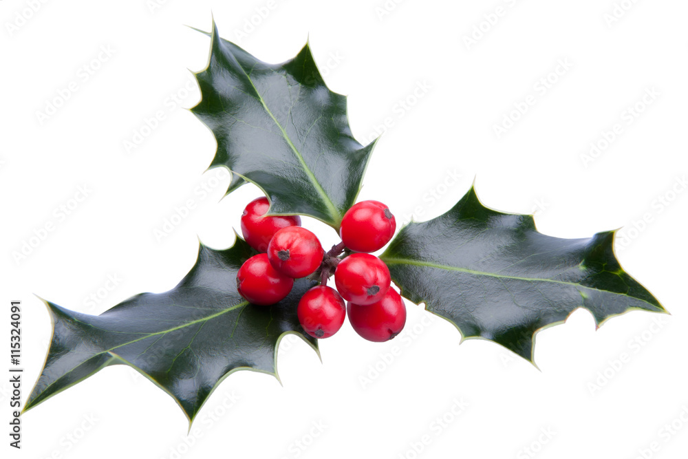 Christmas holly isolated on white Christmas holly isolated on white