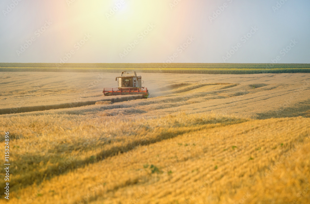 Fototapeta premium Combine harvester working