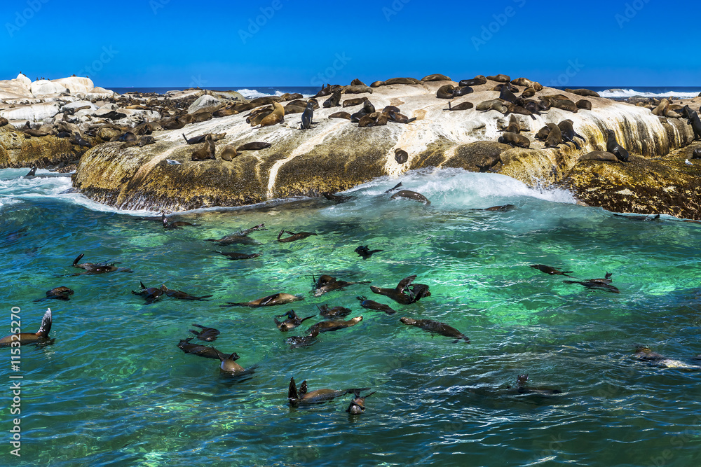 Fototapeta premium Republika Południowej Afryki. Wyspa Duiker (Seal Island) w pobliżu Hout Bay (Cape Peninsula, Cape Town). Kolonia fok przylądkowych (Arctocephalus pusillus, znana również jako brązowa foka futerkowa)