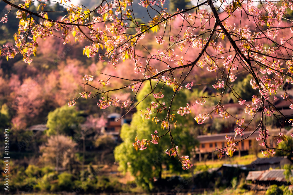 Blooming of pink Thai Sakura flower branches, Doi Angkhang, Chia