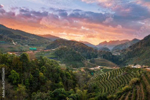 Wonderful sky of tea plantation in Doi Angkhang, Chiang Mai, Tha