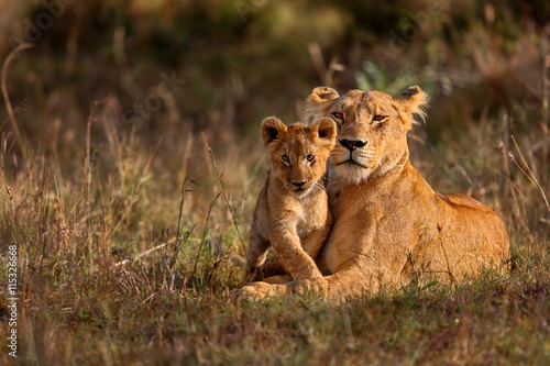 Fototapeta Naklejka Na Ścianę i Meble -  Lion mother of Notches Rongai Pride with cub in Masai Mara, Kenya