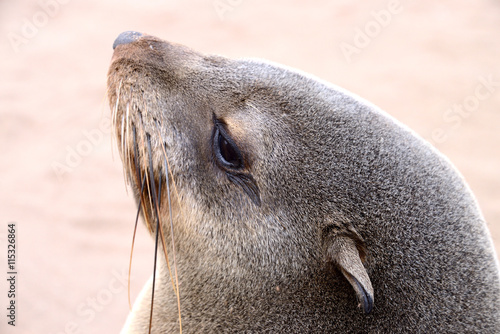 Seals, Cape Cross, Namibia