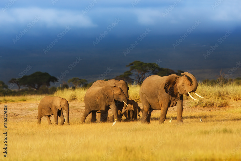 Fototapeta premium Walking Elephants in Amboseli National Park, Kenya