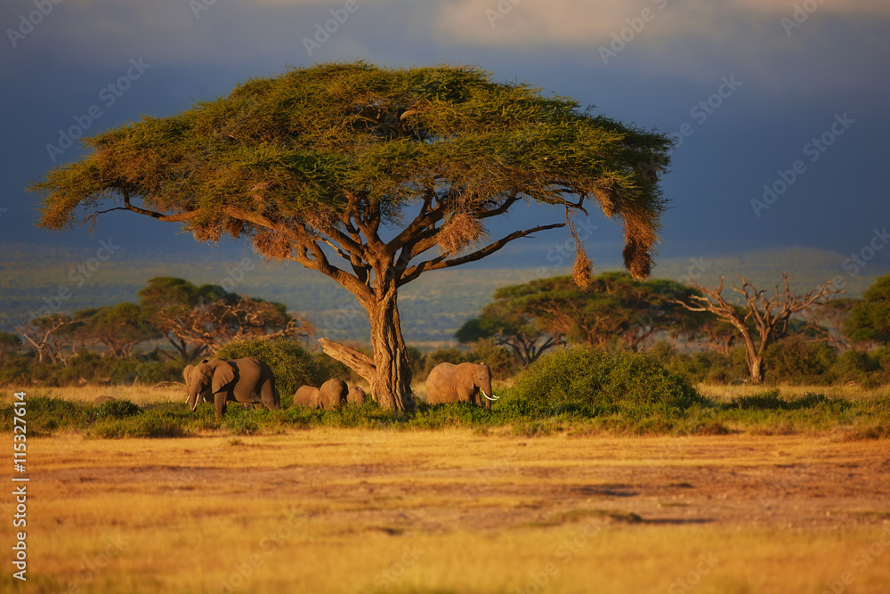 Naklejka premium Elephant herd under a tree at sunrise in Amboseli National Park, Kenya