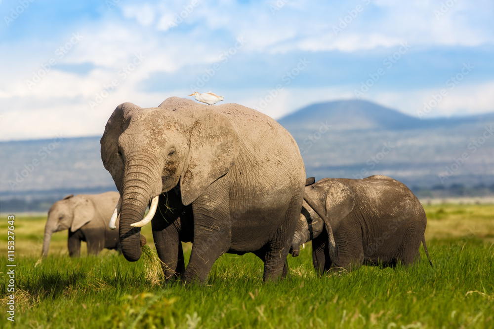 Obraz premium African Elephant cow with young ones in Amboseli National Park, Kenya