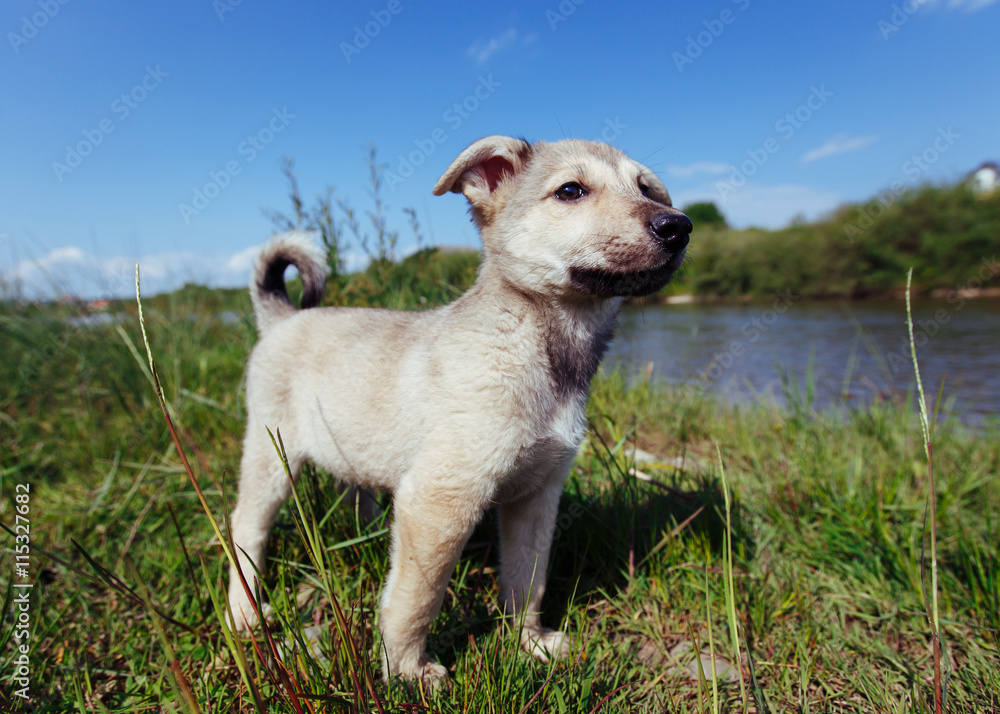 Cute little white mut puppy standing by the river on summer time. Cute little white mut puppy standing by the river on summer time.