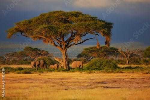 Elephant herd under a tree at sunrise in Amboseli National Park, Kenya