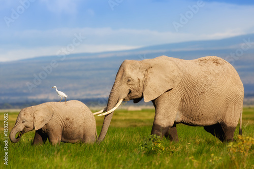 Elephant mother with calf in Amboseli National Park  Kenya