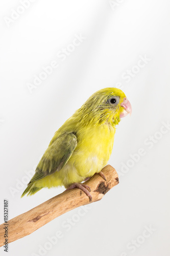 Pastel Green Forpus Bird Chick